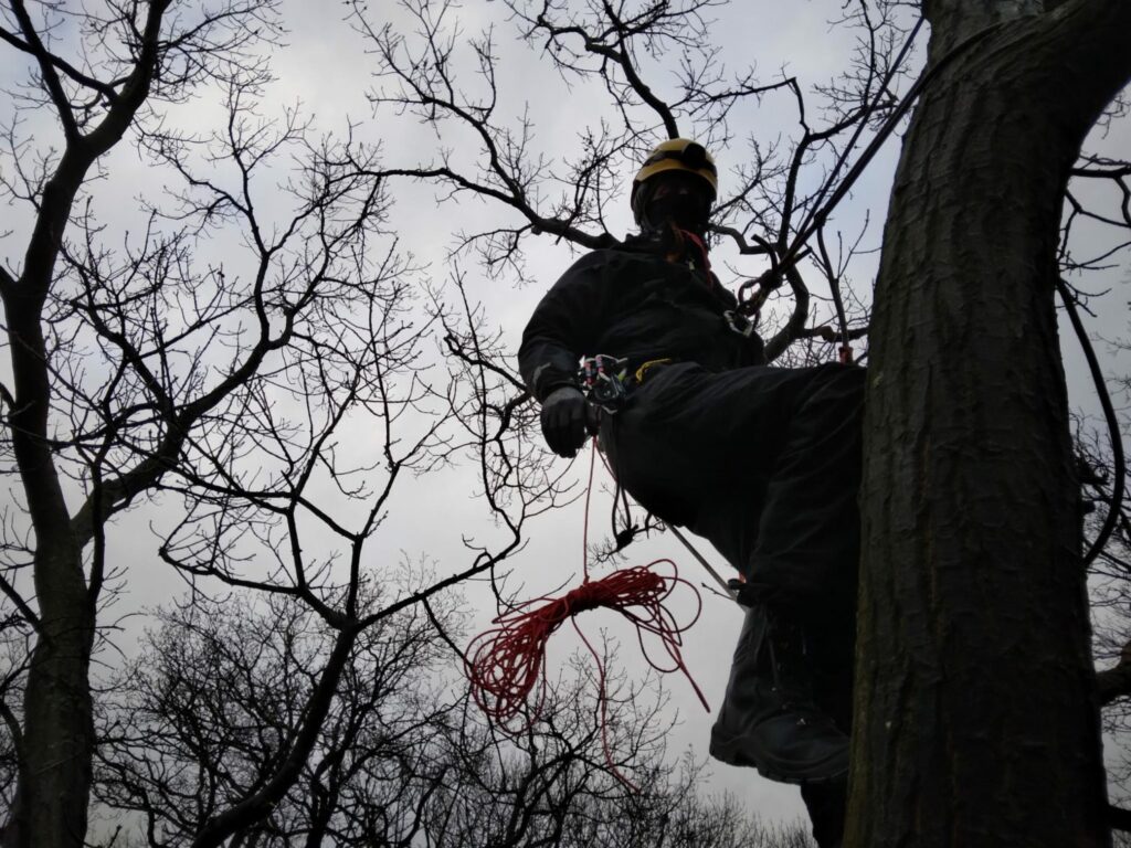 Een activist hang met kabels aan een boom.